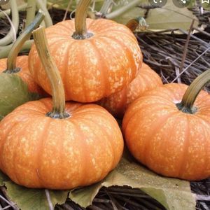 Meet your Posher, Connie